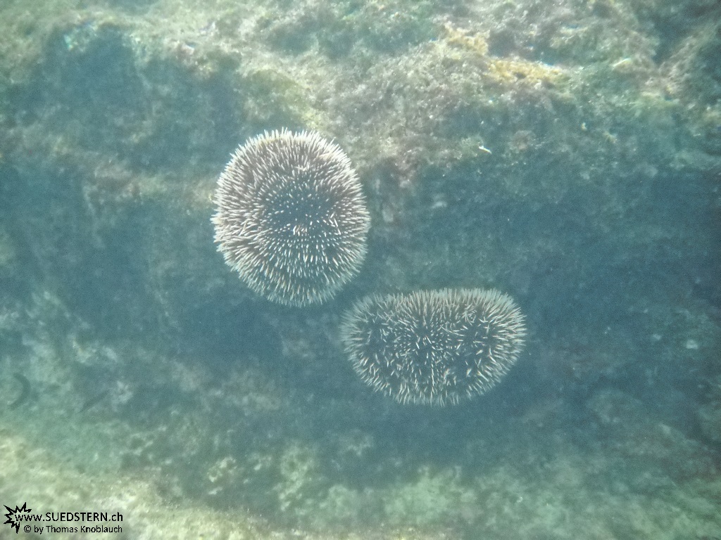 Sea Urchin - Underwater Galapagos 2010 -DSCN5696